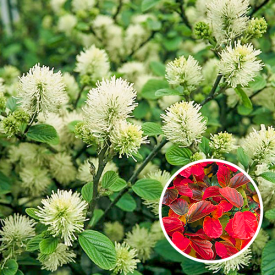 Fothergilla Major 