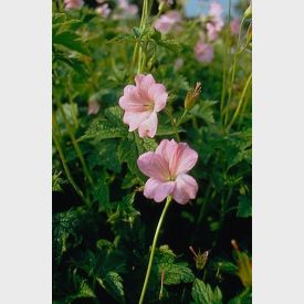 Geranium Endressii