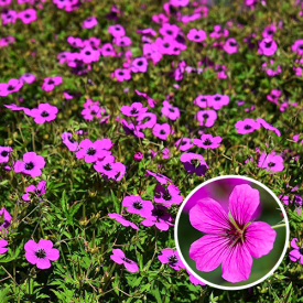 Geranium Patricia