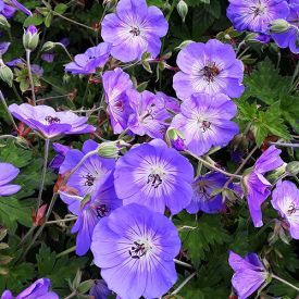 Geranium Rozanne