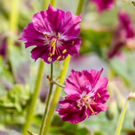 Geranium Samobor