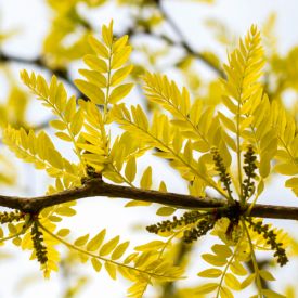 Gleditsia triacanthos Sunburst