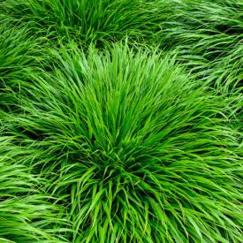 Hakonechloa macra