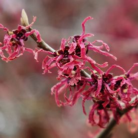 Hamamelis vernalis Amethyst