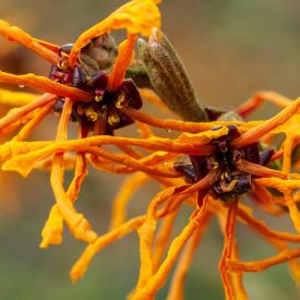 Hamamelis Aphrodite