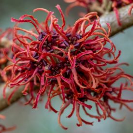 Hamamelis Rubin