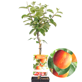 Santana appelboom patiofruit