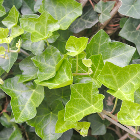 Hedera hibernica