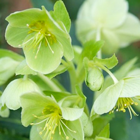 Helleborus argutifolius