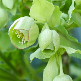 Helleborus Foetidus