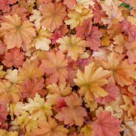 Heuchera Caramel