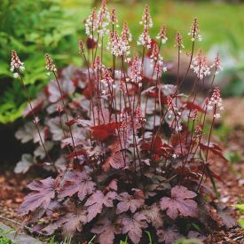 Heuchera Chocolate Ruffles