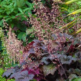 Heuchera Palace Purple