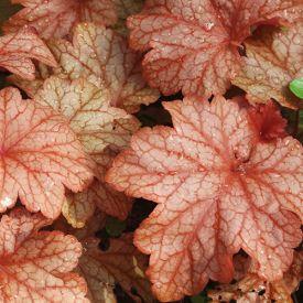 Heuchera Paprika