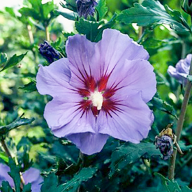 Hibiscus syriacus Marina