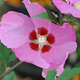 Hibiscus woodbridge