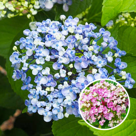 Hydrangea macrophylla Ayesha