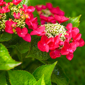 Hydrangea Rotschwanz