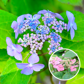 Hydrangea serrata Veerle