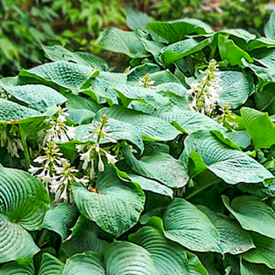 Hosta Big Daddy