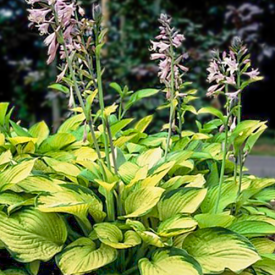 Hosta Gold Standard