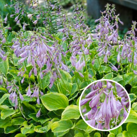 Hosta Golden Tiara