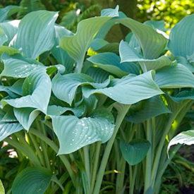 Hartlelie Hosta Krossa Regal 