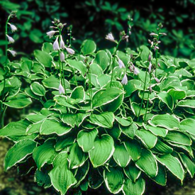 hosta undulata albomarginata