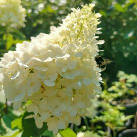 Hydrangea paniculata Bombshell