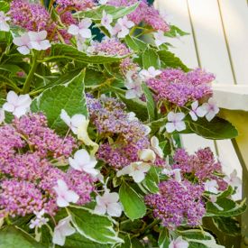 Hydrangea macrophylla Light-O-Day