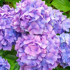 Hydrangea macrophylla Nikko Blue