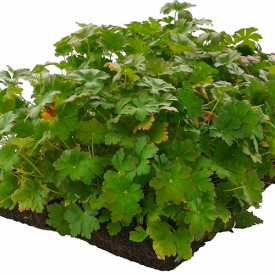 Geranium plantenmatten