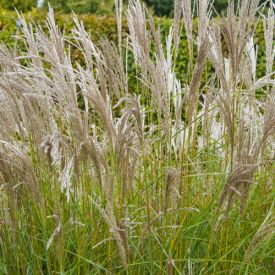 Miscanthus sinensis Kleine Silberspinne