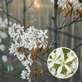 Bloesem Amelanchier Lamarckii