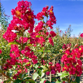 Lagerstroemia Caroline Beauty