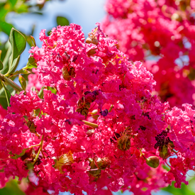 Lagerstroemia Rosa