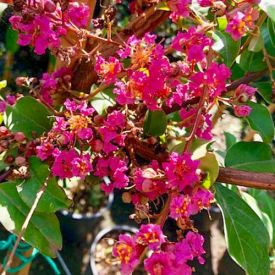 Lagerstroemia Rosea Nova