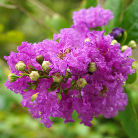 Lagerstroemia Viola Grassi