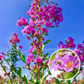 Lagerstroemia Violacea