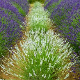 Lavendel Edelweiss