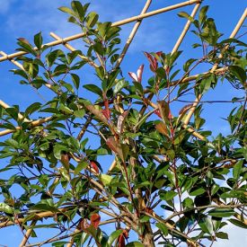 Rek Leiphotinia groenblijvende leiboom