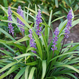 Liriope muscari Moneymaker in bloei