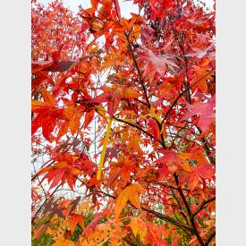 close up blad liquidambar styraciflua herfstkleuren