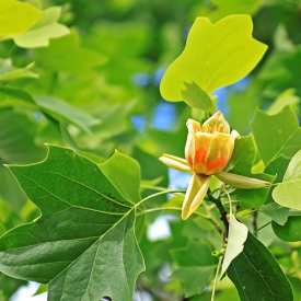 Liriodendron tulpifera Fastigiata Tulpenboom