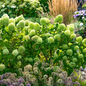 Hydrangea paniculata Little Lime