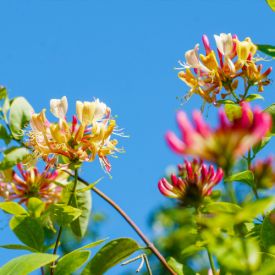 Lonicera henryi