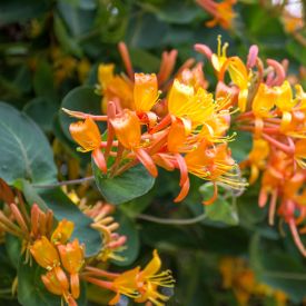 Lonicera tellmanniana