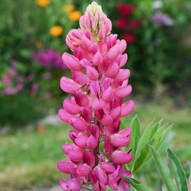 Lupinus gallery pink in bloei