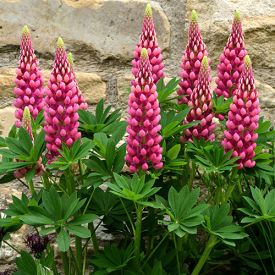 Lupinus Gallery Red in bloei