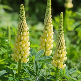 Lupinus Gallery Yellow in bloei